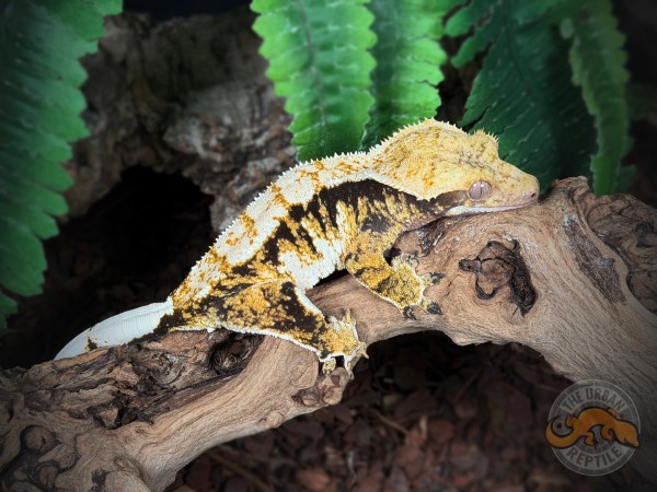 High White Extreme Harlequin