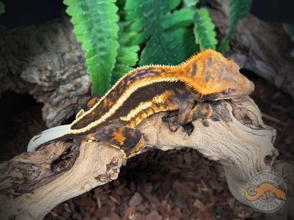 Empty Back Quad Stripe