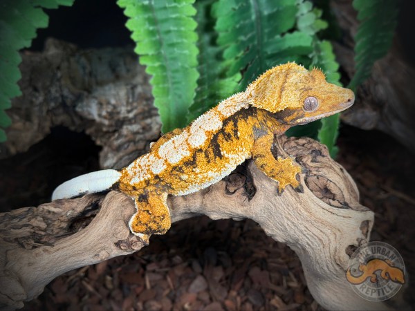 TriColor Super Harlequin