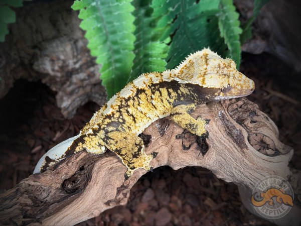 Black Super Harlequin