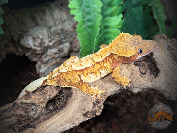 TriColor Extreme Harlequin