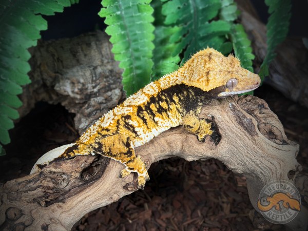 Black Super Harlequin