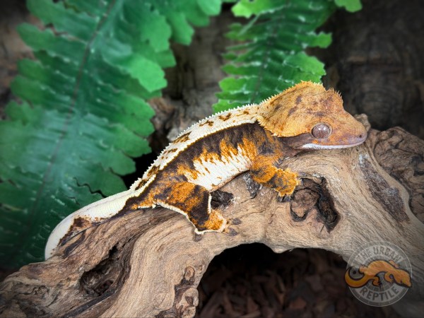 High White Extreme Harlequin