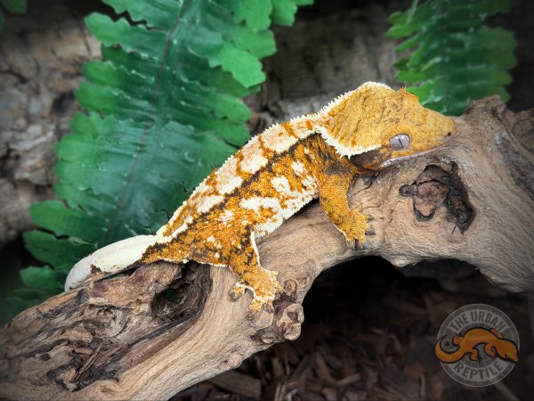 High White Super Harlequin