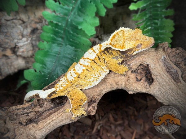 High White Super Harlequin