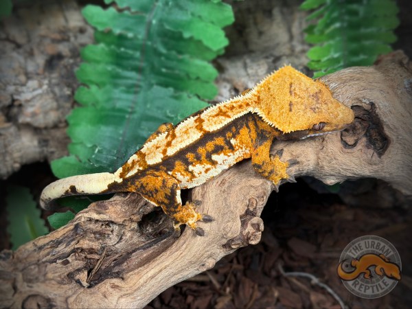 TriColor Extreme Harlequin