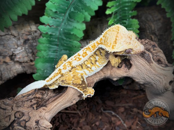 High White Extreme Harlequin Pinstripe