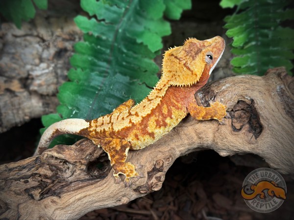 Red Extreme Harlequin