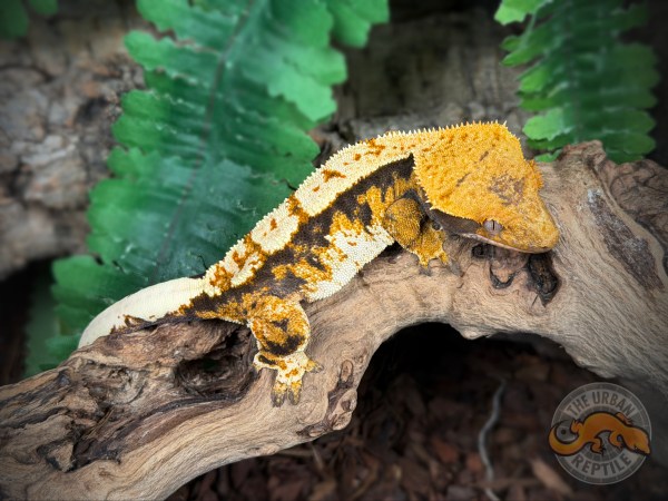 TriColor Extreme Harlequin