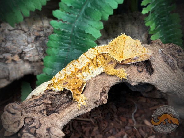 TriColor Super Harlequin