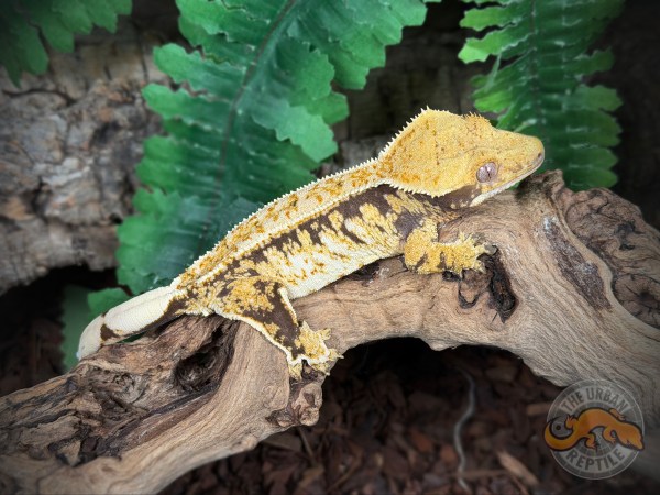 High White Extreme Harlequin