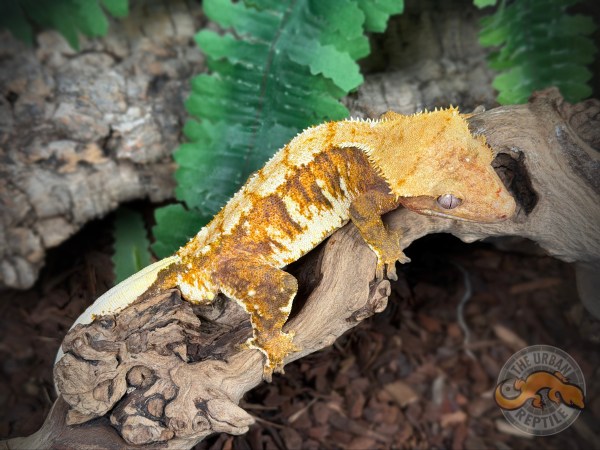 TriColor Super Harlequin