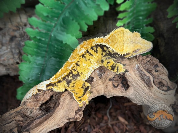 Black Super Harlequin