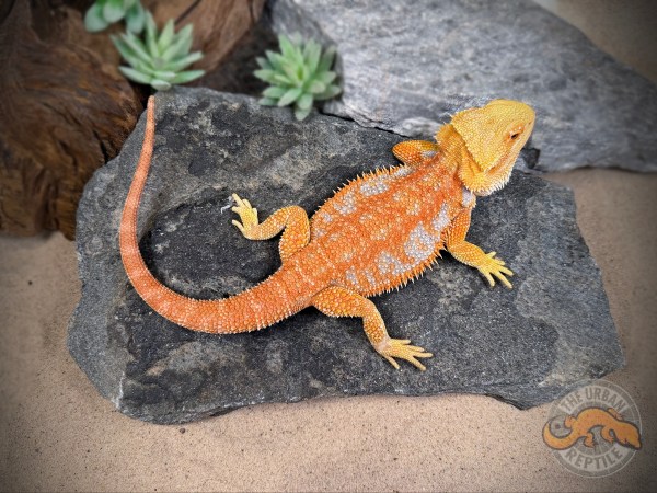 Hypo Red Tiger Extreme Blue Bar Smurf Line