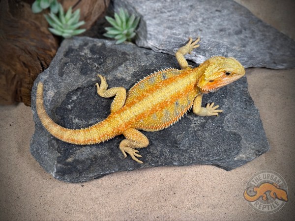 Hypo Citrus Tiger Striped Translucent