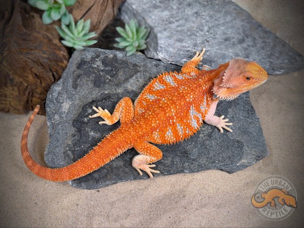 Hypo Red Tiger Extreme Blue Bar Smurf Line