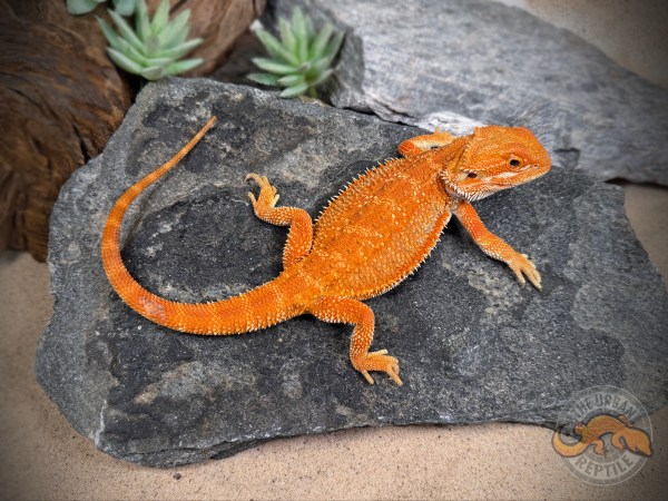 50% Red Monster Genetic Stripe