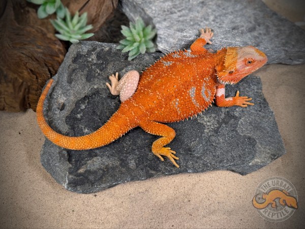 Hypo Red Tiger Blue Bar