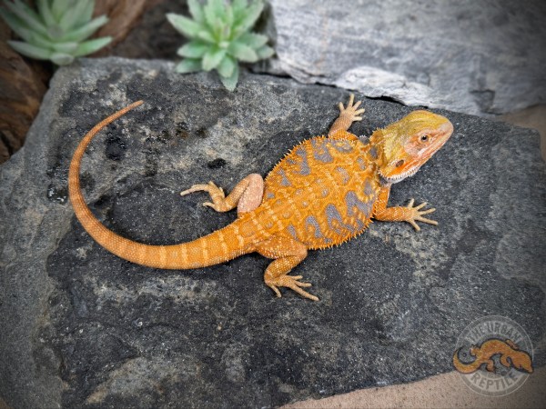 Hypo Citrus Tiger Ext Blue Bar Leather Back