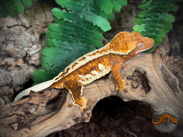 Cream Back Harlequin