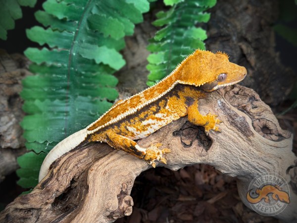 Extreme Harlequin Pinstripe