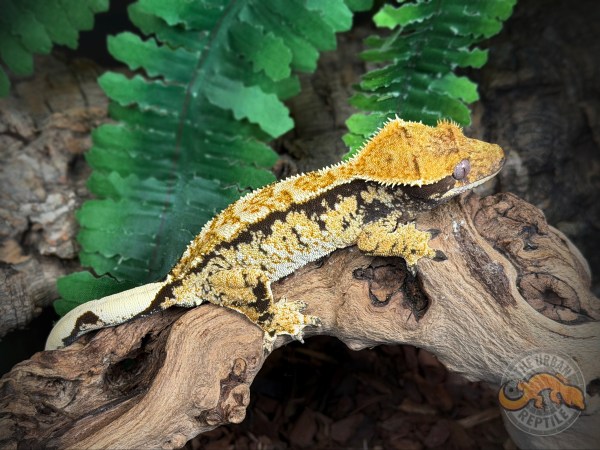 Black Extreme Harlequin