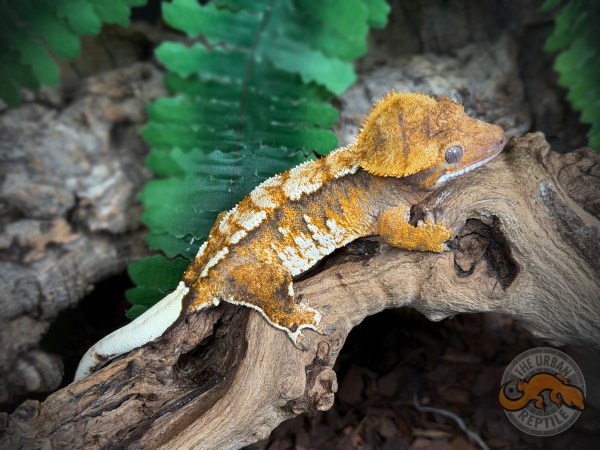 TriColor Extreme Harlequin