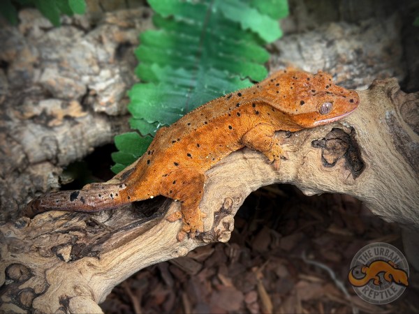 Tangerine Super Dalmatian