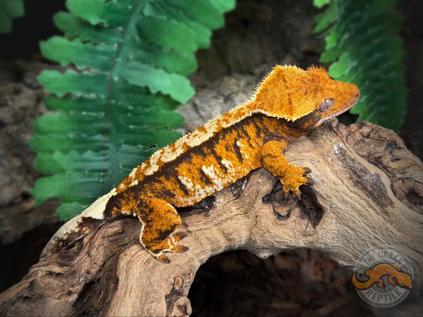 TriColor Extreme Harlequin