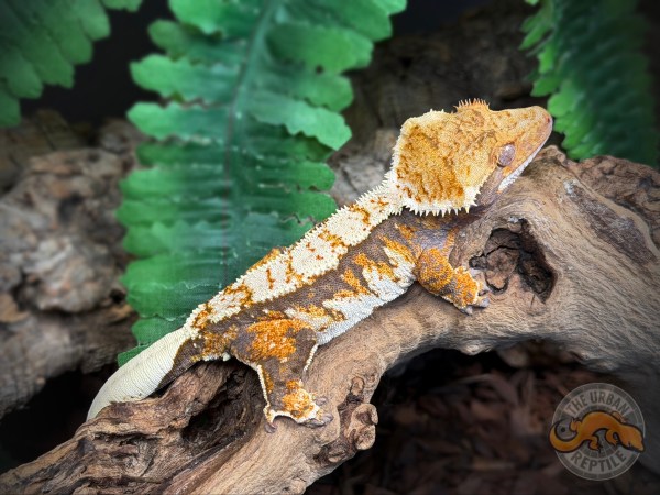 TriColor Extreme Harlequin