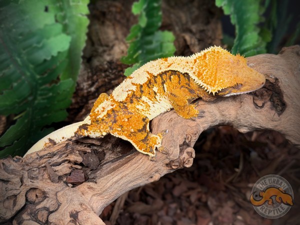 TriColor Super Harlequin