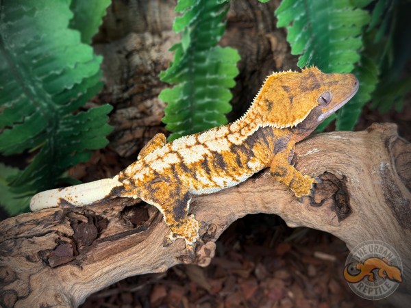 TriColor Super Harlequin
