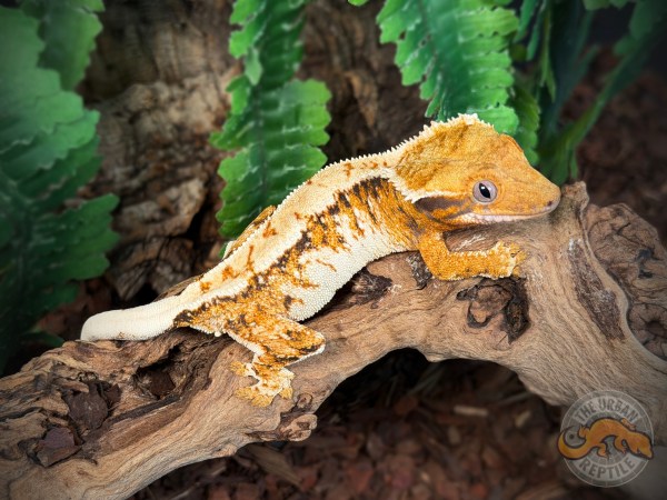 High White Super Harlequin