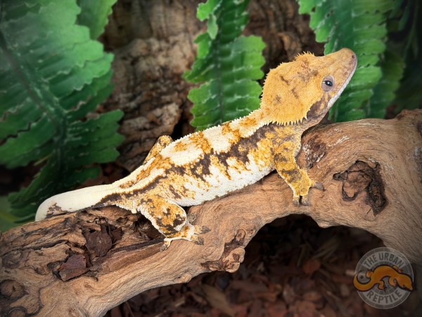 High White Extreme Harlequin