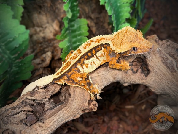 Pinstripe Extreme Harlequin