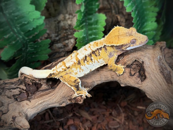 High White Super Harlequin