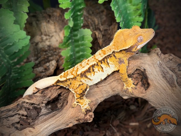 High White Extreme Harlequin