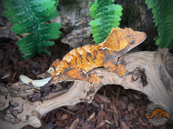 Super Harlequin