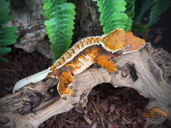 TriColor Pinstripe Extreme Harlequin