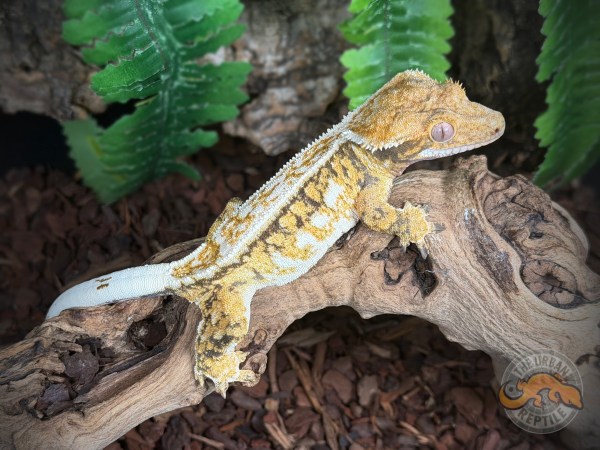 TriColor Pinstripe Extreme Harlequin
