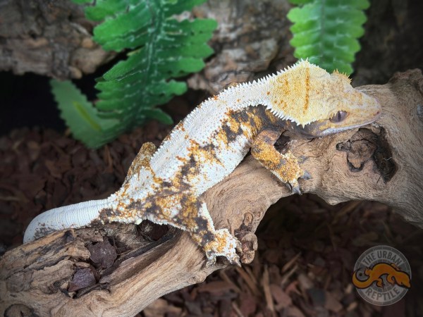 High White Extreme Harlequin
