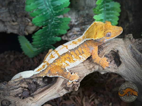 TriColor Extreme Harlequin