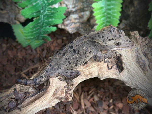 Charcoal Super Dalmatian