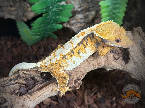 TriColor Extreme Harlequin