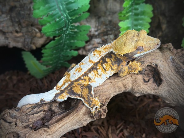 TriColor Extreme Harlequin