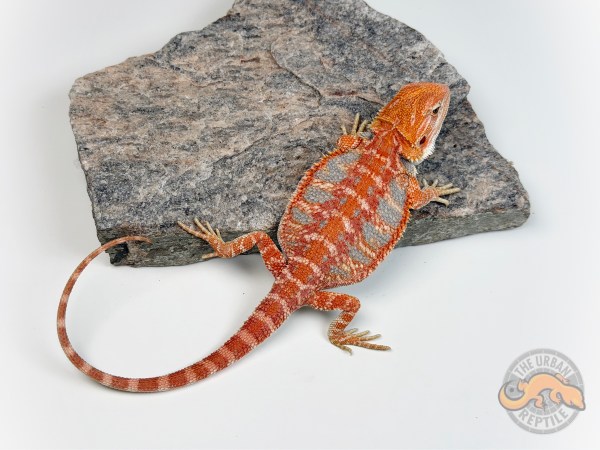 Hypo Red Tiger Ext Blue Bar Smurf Line