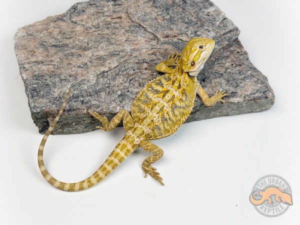 Hypo Citrus Tiger