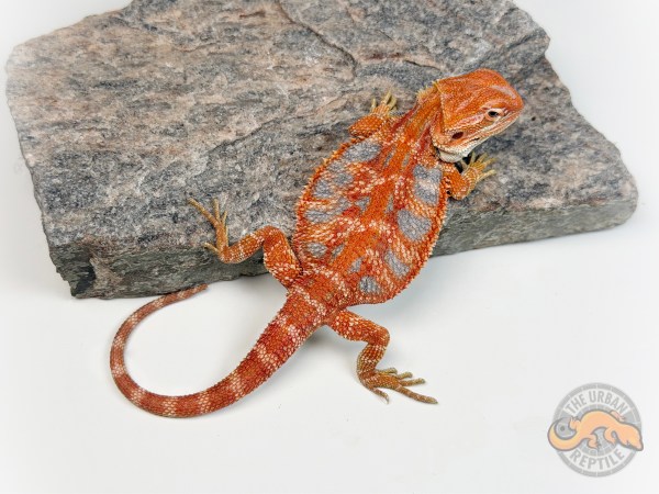 Hypo Red Tiger Ext Blue Bar Smurf Line