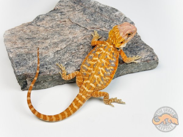 Hypo Orange Tiger Leather Back