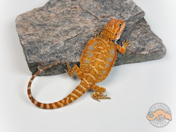 Hypo Orange Tiger Blue Bar 50% Red Monster